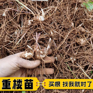 新鲜重楼种植苗七叶一枝花苗中药材苗田园庭院盆栽盆景