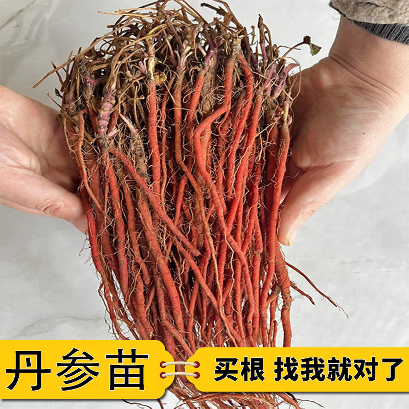 丹参苗新鲜中药材紫花丹参种子种苗红红皮丹参苗易活庭院基地直发