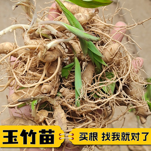 玉竹苗中草药苗玉竹种芽室内阳台种植四季玉竹盆栽基地直发现挖