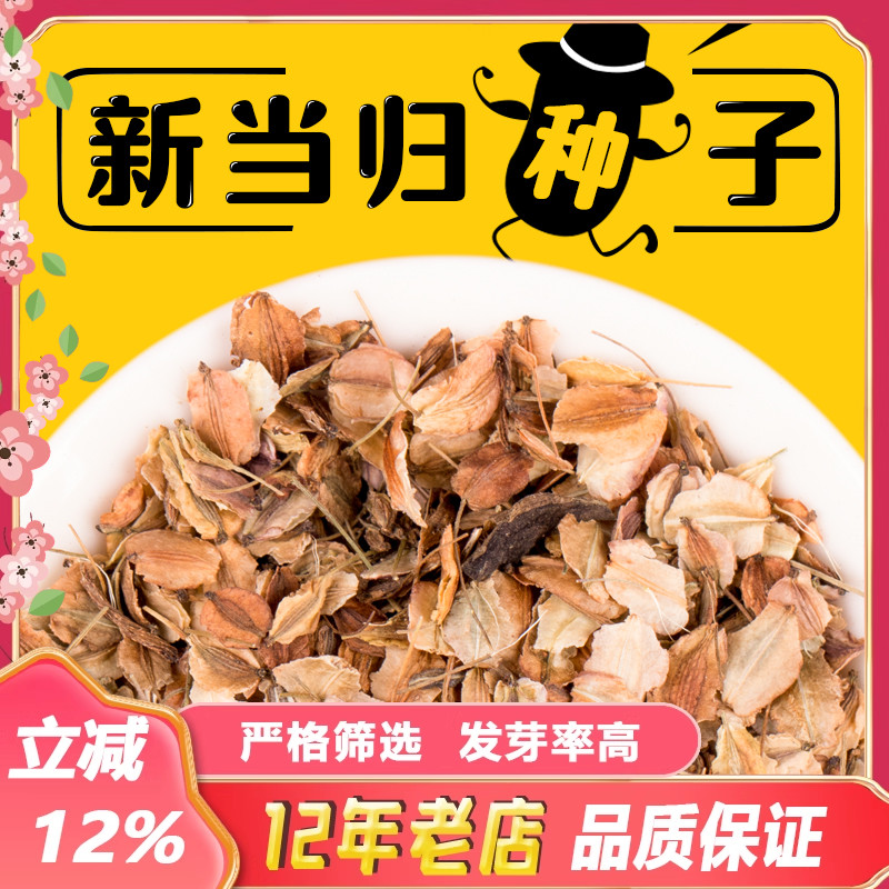 当归种子2024年纯新中药材岷县当归云当归种孑欧当归种籽送技术