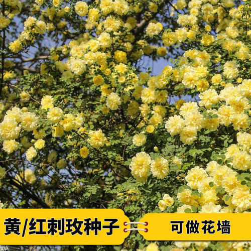 出售新采黄刺玫种子红刺玫种子玫瑰花花墙单瓣耐寒种子山地玫瑰