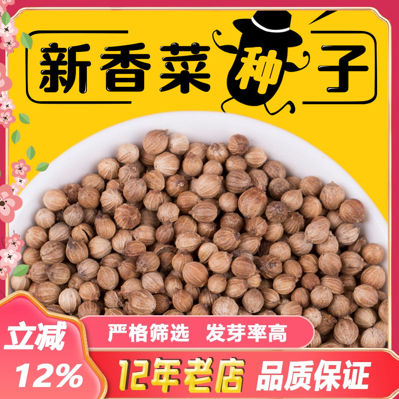 四季香菜种子大叶香菜种籽阳台种菜盆栽农家春季庭院芫荽蔬菜种孑