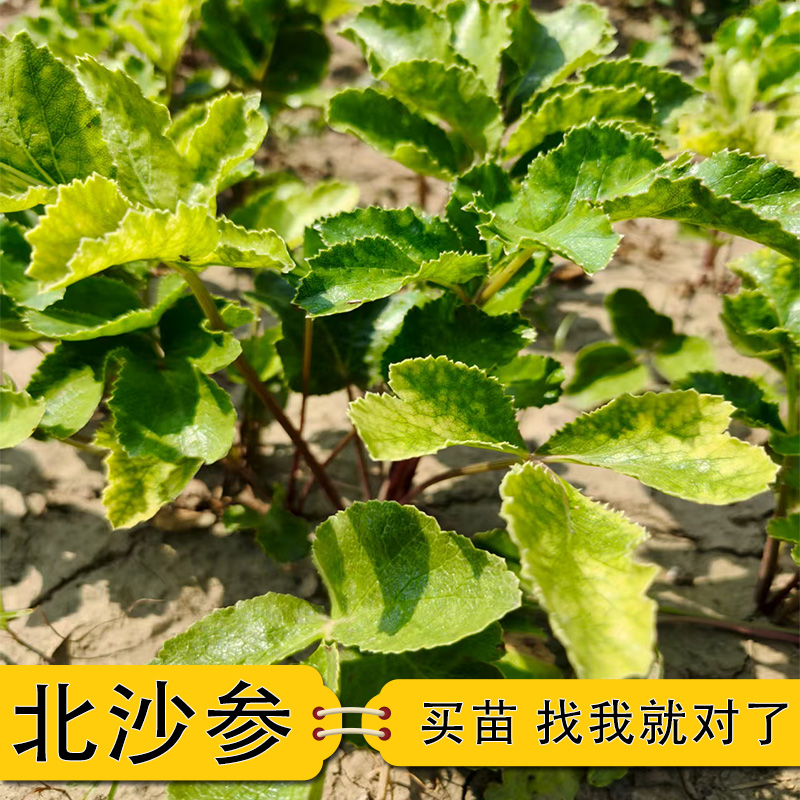 中药材北沙参苗产地直发祁沙参种子苗入药食用泡茶中草药百草园