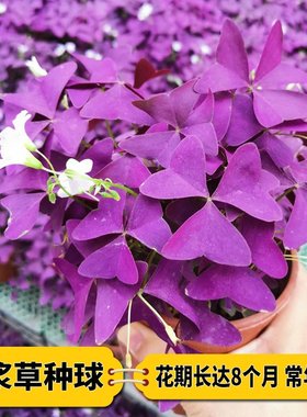 紫叶酢浆草籽酢浆草种球多年生幸运草四季庭院绿植盆栽开花花期长