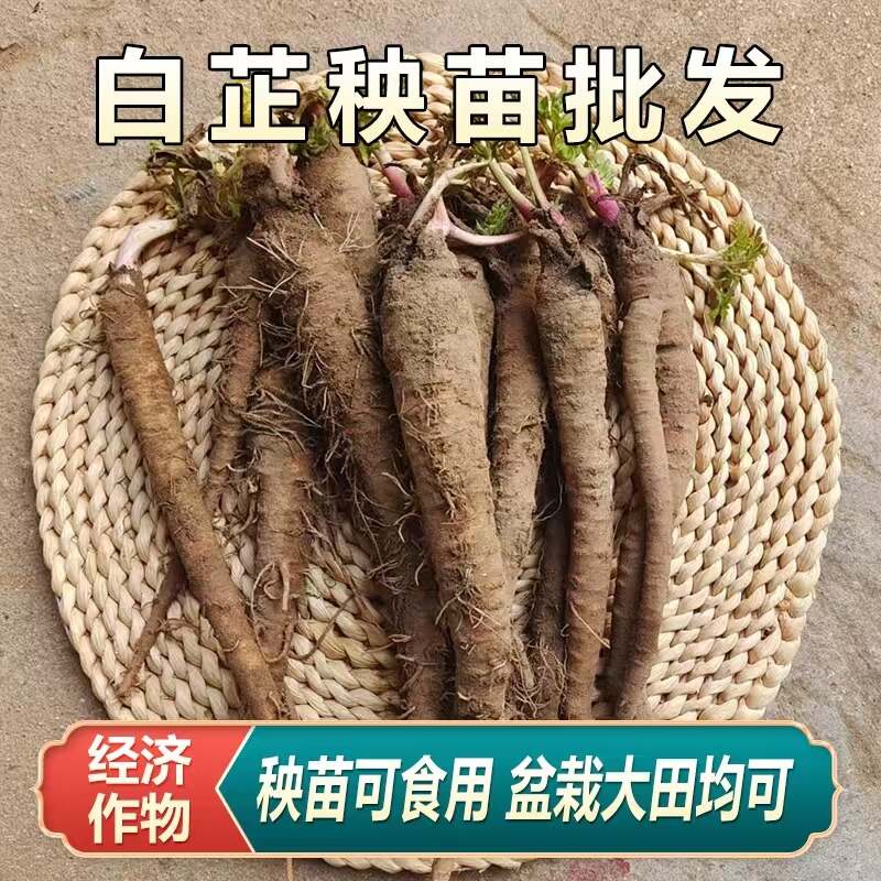 白芷苗新鲜中药材祁白芷种子种苗香料可大规模种植炖肉食用基地
