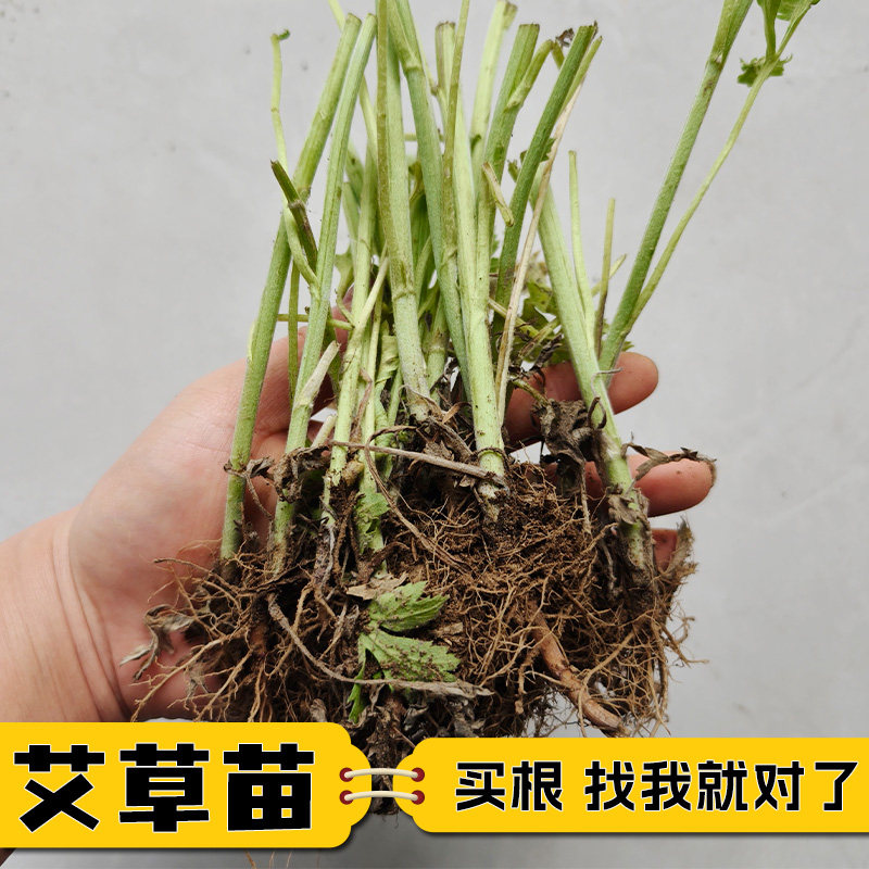 新鲜艾草种苗种植药用苗纯种艾根野艾蒿种子蕲艾草苗现挖现发
