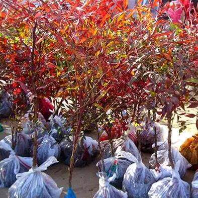 南天竹苗红天竺火焰南天竹盆栽盆景庭院园林绿化植物红叶植物耐寒