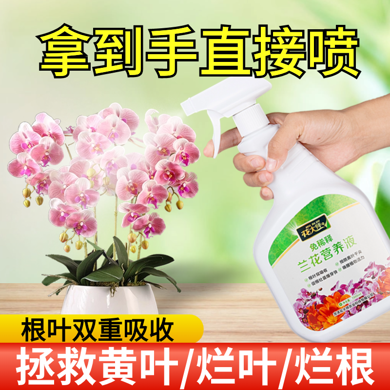 治黄叶黑斑兰花专用肥花大师肥料