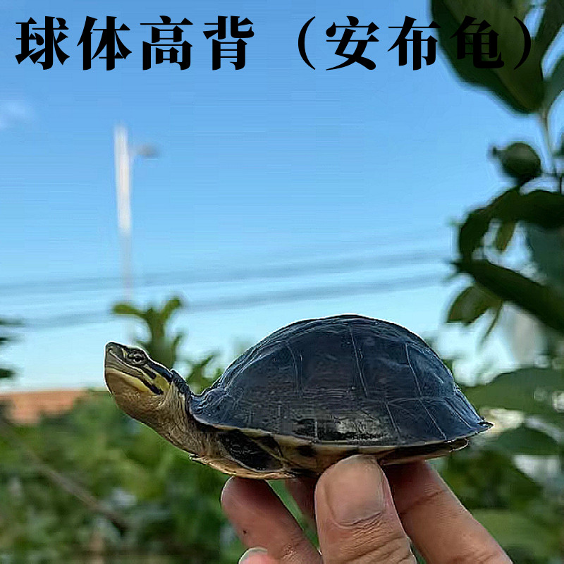 安布闭壳龟线安布龟黄缘闭壳龟安布苗安缘龟宠物龟纯半水龟小乌龟