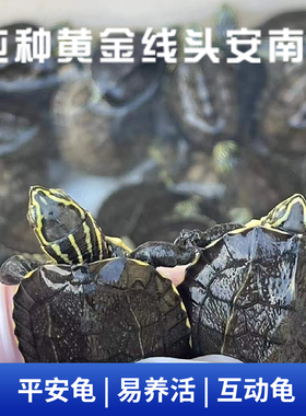 正宗安南龟纯种黄金头线安南苗深水龟冷水龟招财龟活物镇宅南石龟