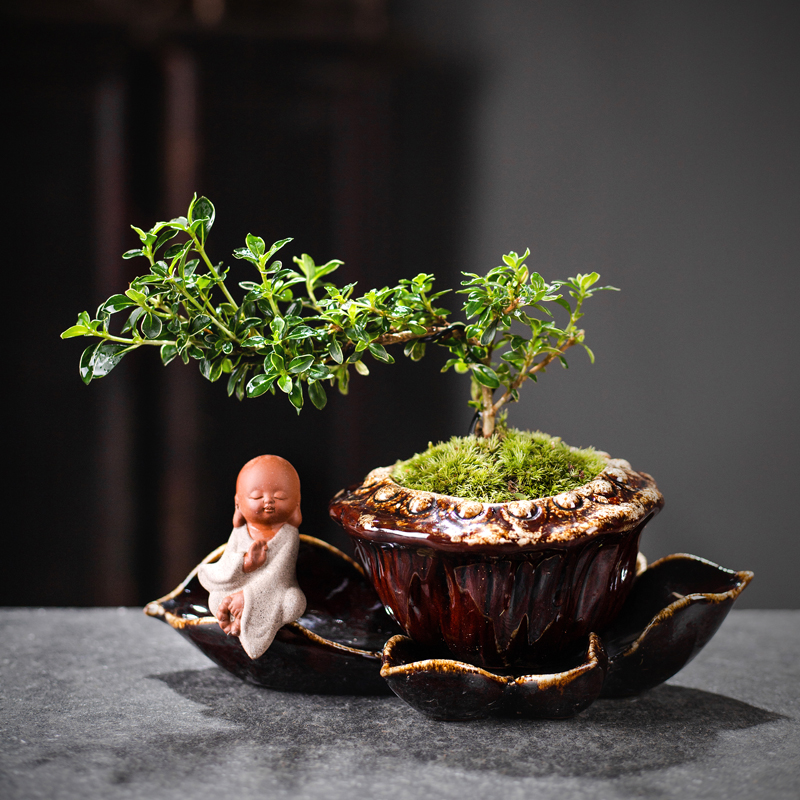 六月雪绿植盆景老桩盆栽黄杨植物