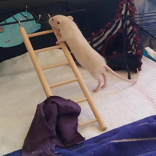 木质仓鼠玩具 鹦鹉鸟类木桥爬梯鸟笼用品 小宠实木站架攀爬梯