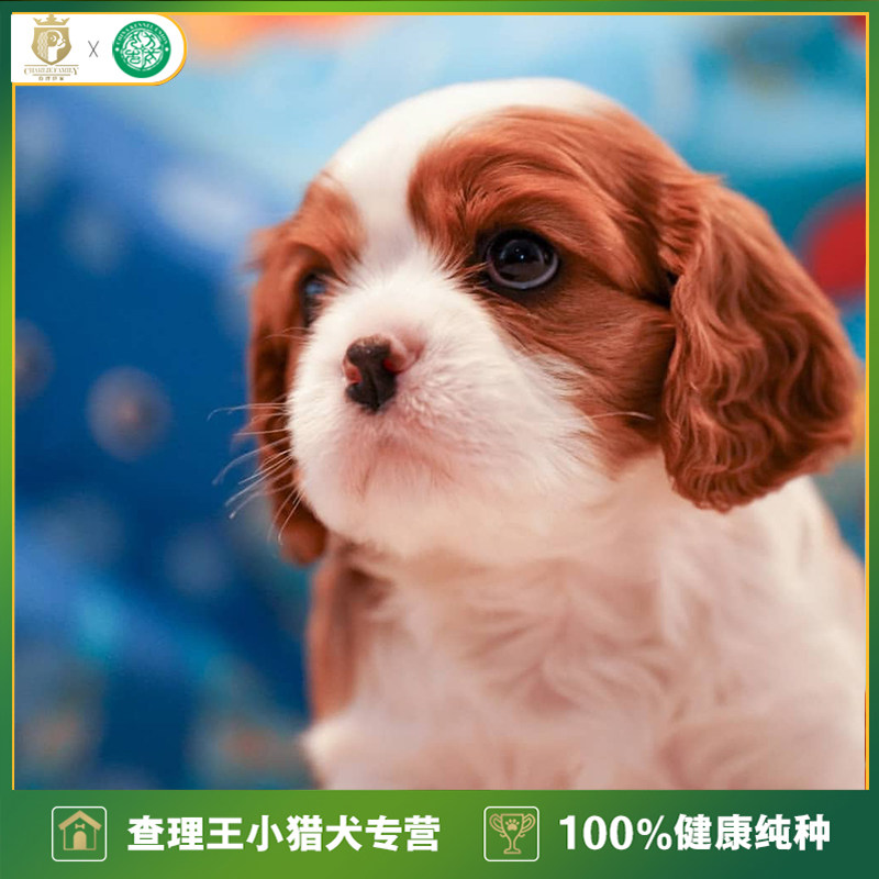 纯种血统小型犬猎犬查理王幼犬黄白色黑色家庭喂养陪孩子北京犬舍