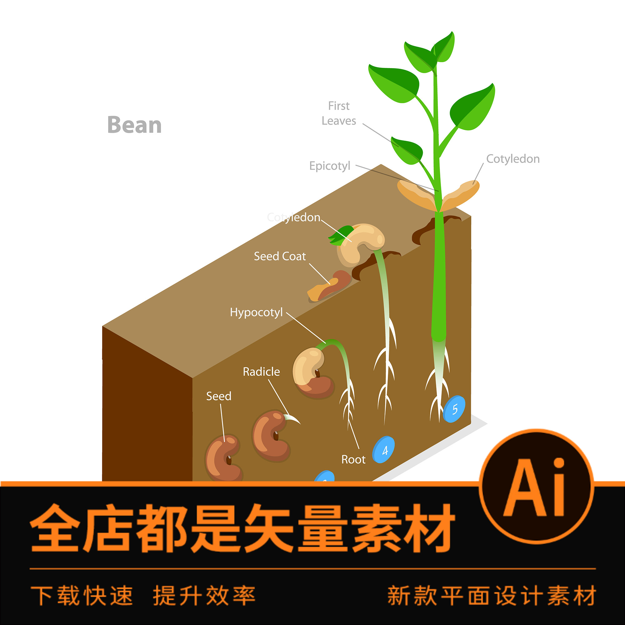 2228ai格式矢量素材绿色农作物豆子种子发芽生长植物过程平面插图