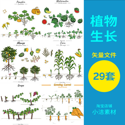 ai格式矢量素材植物农作物种植收获水果蔬菜种子幼苗生长过程插图