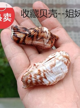 热卖天然海螺贝壳梦幻扇贝姐妹贝魁蛤蜊鱼缸水族造景摄影拍摄装饰