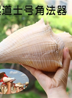 包邮超大海螺贝壳长香