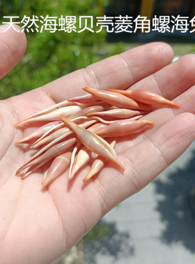 海螺贝壳鱼缸天然标本螺
