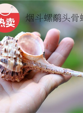 鱼缸海螺贝壳礼品纪念品