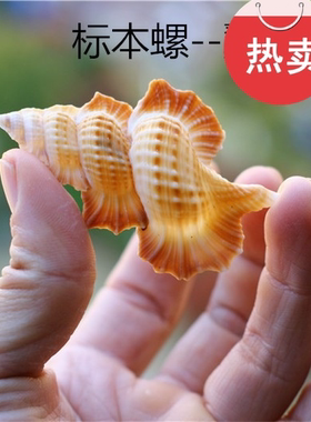 天然海螺贝壳扁鸳翼发