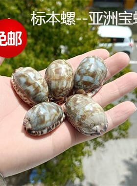 包邮天然海螺贝壳亚洲宝螺黑点宝螺标本螺收藏礼品鱼缸装饰纪念品