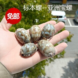 包邮天然海螺贝壳亚洲宝螺黑点宝螺标本螺收藏礼品鱼缸装饰纪念品