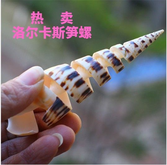 Best Sellers Natural conch shell Mediterranean Sea Home Furnishing decorate Decoration Lol Cass Snail Sea island gift Starfishin the Home accessories , Creative Jewelry , Conch/Shell/Coral  category - from Buy2taobao.com to provide professional Taobao agent buy service