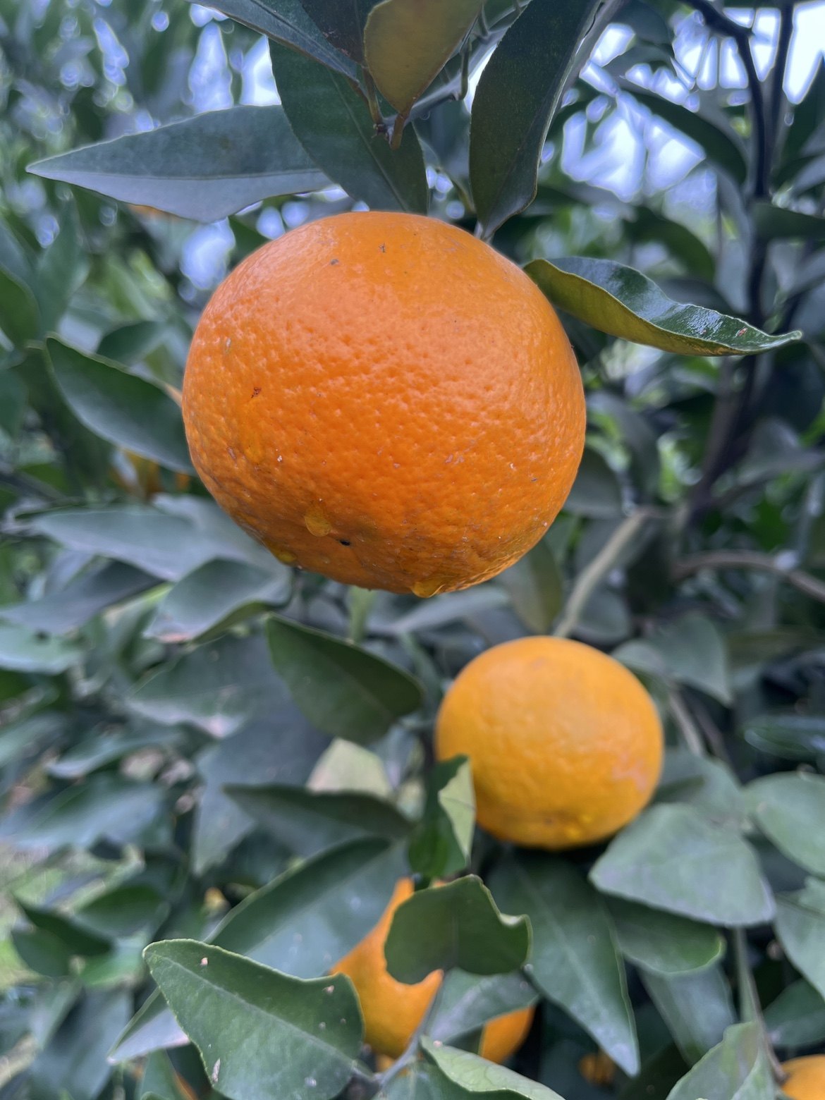 沃柑农家自产甜蜜多汁柑橘橘子新鲜水果10斤包邮,水产肉类/新鲜蔬果/熟食,橙,淘宝优惠券,粉丝福利购,淘宝优惠卷