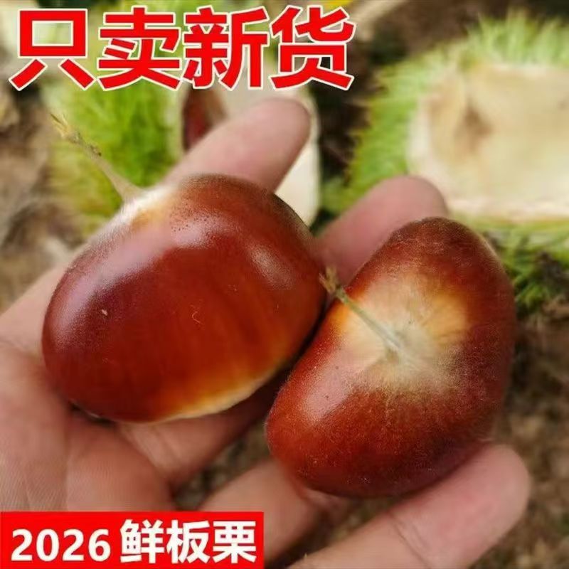 江西特产新鲜板栗当季现摘现发水果生板栗野生小毛栗带壳包邮