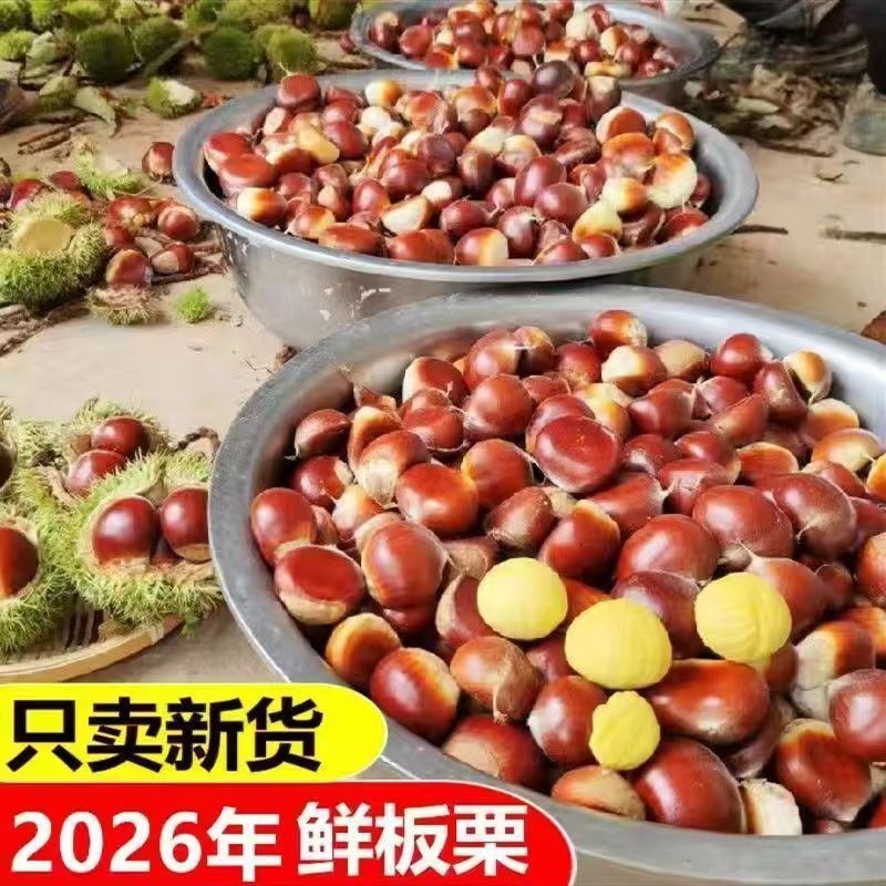 江西特产新鲜板栗当季现摘现发水果生板栗野生小毛栗带壳包邮