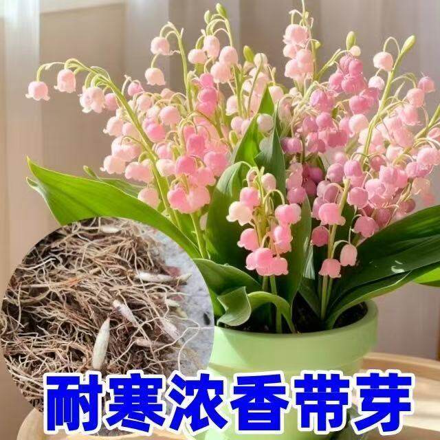 【冬季花卉】铃兰花苗带芽盆栽浓香植物四季开花不断耐寒好养花卉