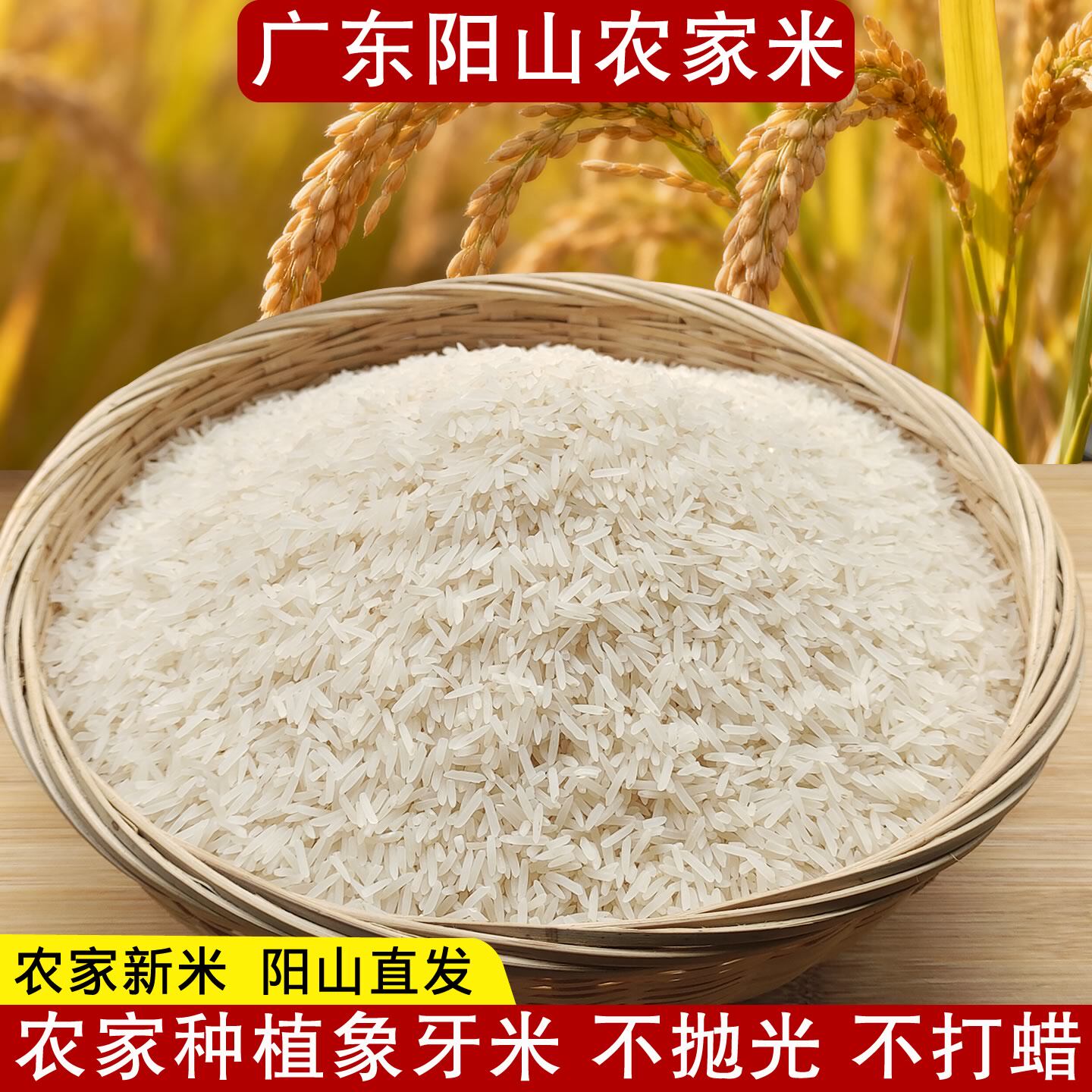 广东阳山农家大米晚稻新米七拱金象米不抛光不打蜡长粒象牙米5斤