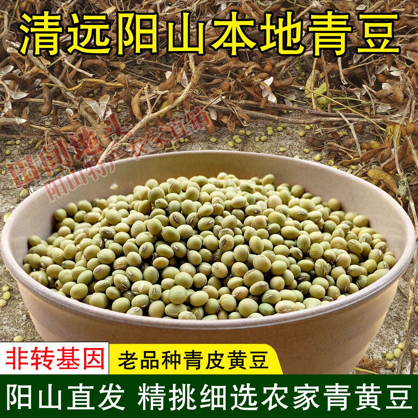清远阳山本地青黄豆非转基因