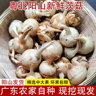 广东阳山新鲜茨菇农家自种白茨菇现挖现发慈姑新鲜蔬菜池菇中大果