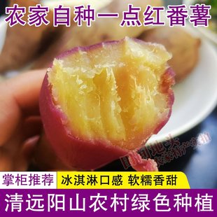 广东农家自种阳山一点红红薯新鲜现挖软糯香甜冰淇淋口感番薯蜜薯