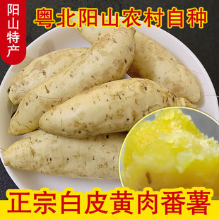 新鲜白皮黄心番薯蜜薯清远阳山特产粤北山区农家自产软糯香甜红薯