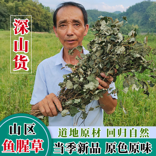 深山整颗干泡茶水野外生长鱼腥草