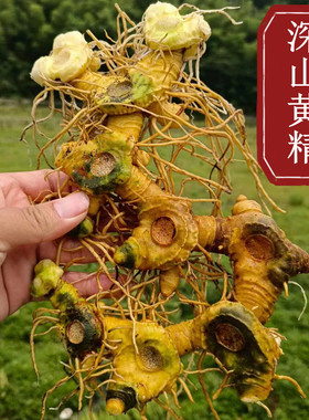【山区鲜黄精】大别山农家老虎姜山姜现挖现卖 鸡头黄精包邮500克