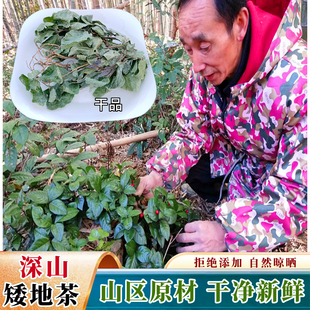 深山矮地茶野外生长紫金牛平地木药材新鲜不出林叶下红矮脚樟干品