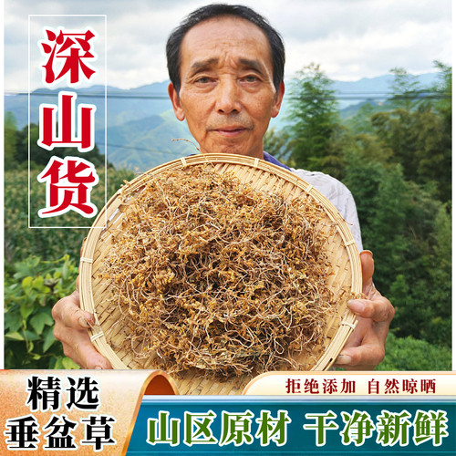 野外生长垂盆草干新货药材泡茶水