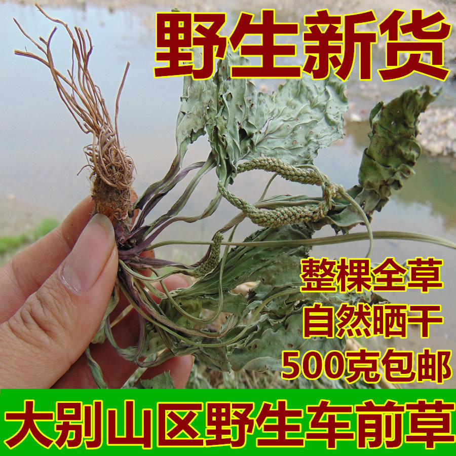 【野生整颗车前草】大别山车钱干货草农家自晒药材包邮500g车轮菜