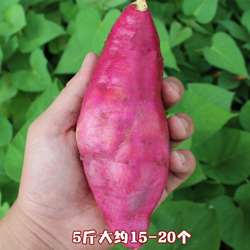 【大号】天目山小红薯5斤临安小香薯迷你黄心地瓜新鲜现挖小番薯