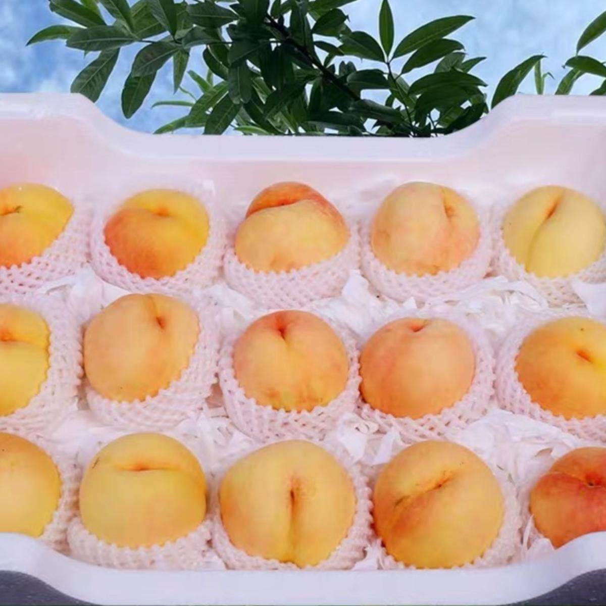 现摘无锡白凤湖景水蜜桃当季水果桃子新鲜水果孕妇控糖大毛桃