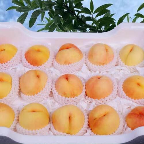 现摘无锡白凤湖景水蜜桃当季水果桃子新鲜水果孕妇控糖大毛桃