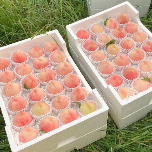 桃子新鲜无锡现摘湖景白凤水蜜桃当季水果孕妇控糖大毛桃