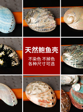 天然大海螺贝壳澳洲非洲鲍鱼壳