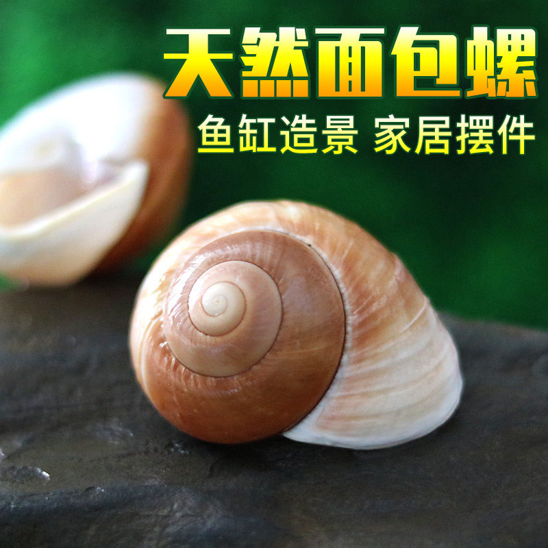 面包螺天然贝壳海螺鱼缸造景水族箱装饰寄居蟹卷贝鱼换壳多肉花盆