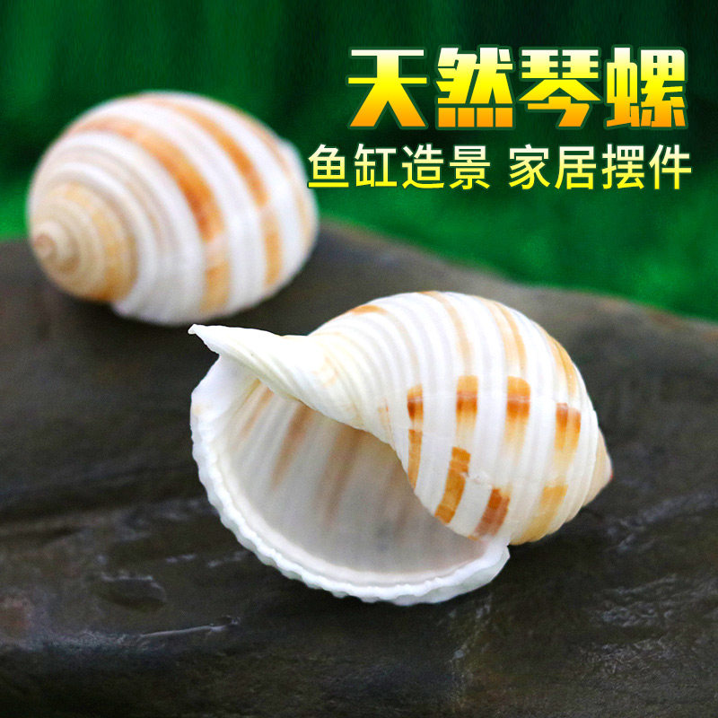 琴螺天然贝壳大海螺多肉花盆摆件鱼缸造景水族箱装饰卷贝鱼繁殖壳,家居饰品,海螺/贝壳/珊瑚,淘宝优惠券,粉丝福利购,淘宝优惠卷