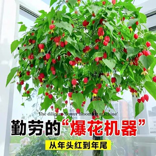 灯笼花藤本爬藤植物盆栽蔓性风铃花室内外庭院观花绿植四季好养