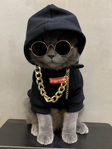 Кошка, собаки, кошки и кошки, Осень тонкие кошки красивые домашние животные, короткие кошки кошки зимой